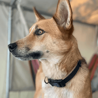 Up Country Collar Color Market Black & Tan