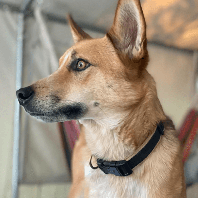 Up Country Collar Color Market Black & Tan