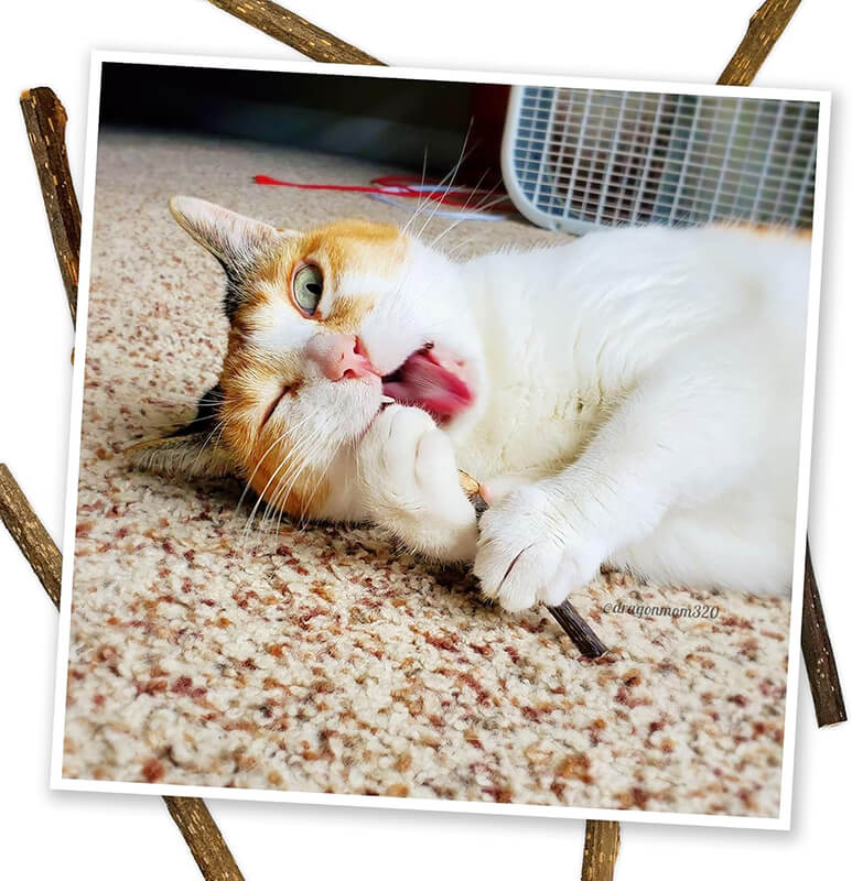 Meowijuana King-Size Silvervine Sticks