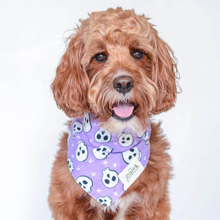 The Paws Bandana - Roger