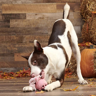 BARK Super Chewer Hambone Pig