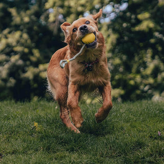 Beco Slinger Ball Natural Rubber & Rope