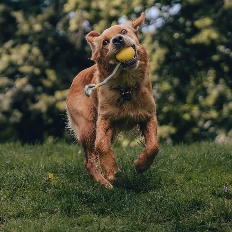 Beco Slinger Ball Natural Rubber & Rope