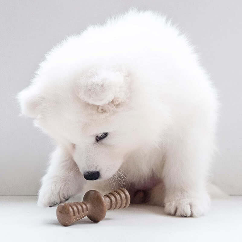 Benebone Bacon Zaggler Puppy 2 Pack