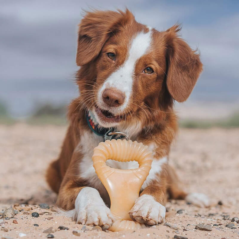 Benebone Chicken Dental Chew