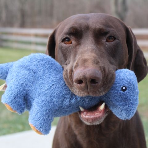 Territory Plush Brontesaurus