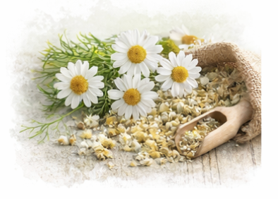 Chamomile