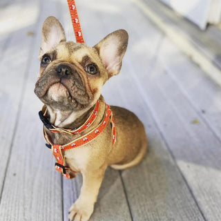Up Country Harness Foxy