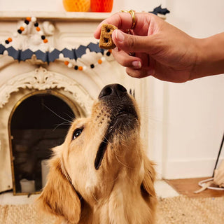 Bocce's Halloween Soft & Chewy Phantom Feast
