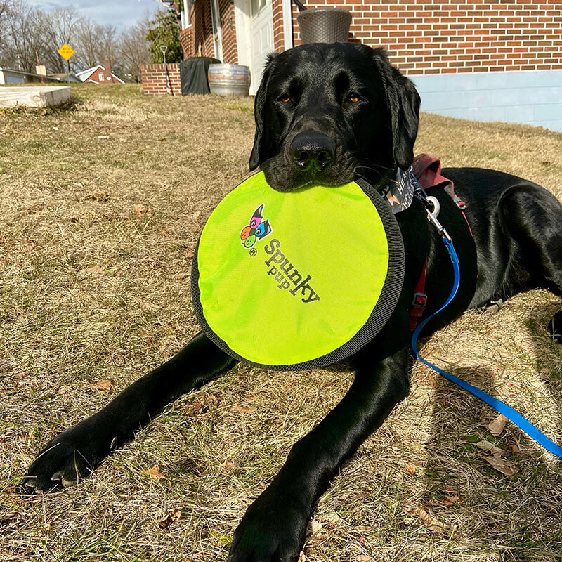 Spunky Pup Flying Soft Disc
