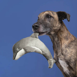 Fluff & Tuff Danny Dolphin