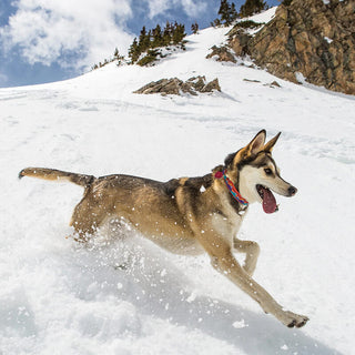 Up Country Martingale Collar Ski & Surf