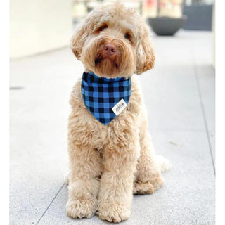 The Paws Bandana - Scotch