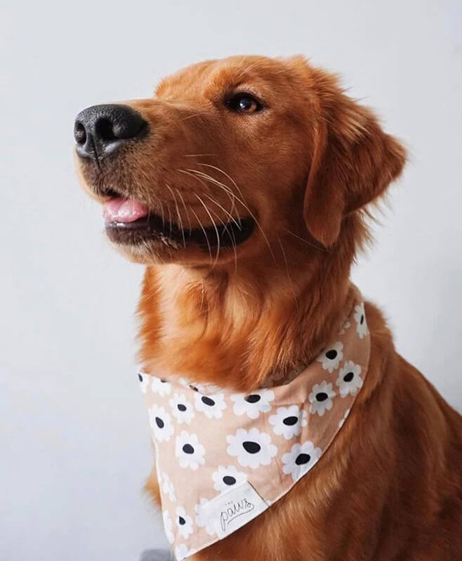 The Paws Bandana - Sierra Daisies