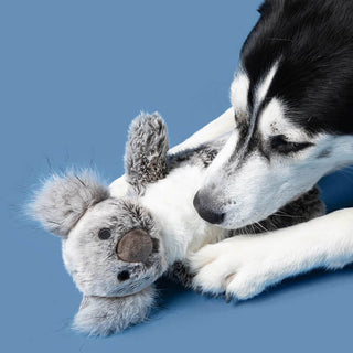Fluff & Tuff Doc Koala
