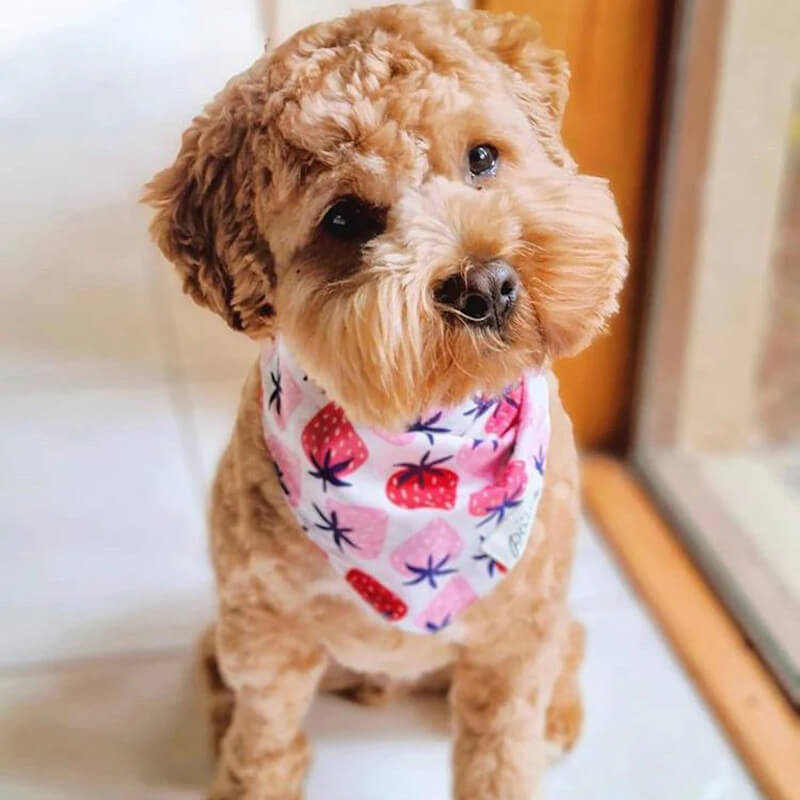 The Paws Bandana - Fresh As