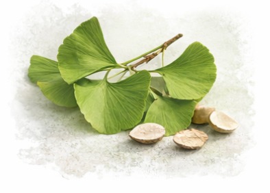Ginkgo Biloba