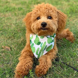 Bibby Bubby Bandana - Cactus