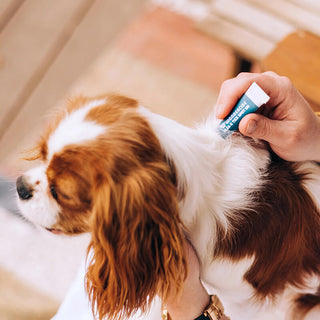 Wondercide Flea & Tick Spot-On For Cats