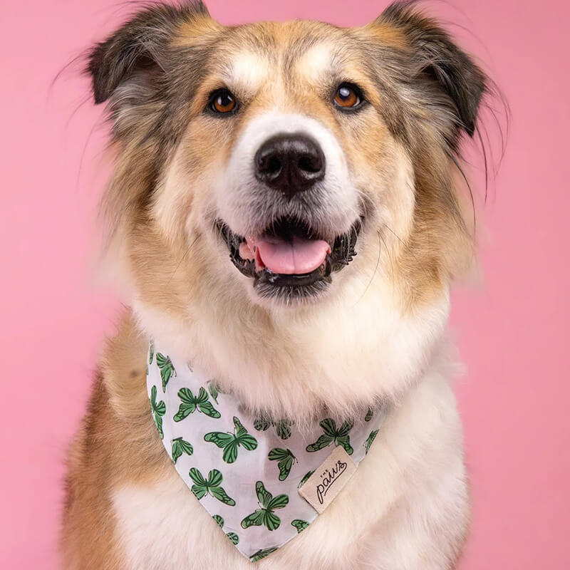 The Paws Bandana - Florence