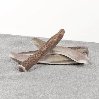 Primal Stag Antler