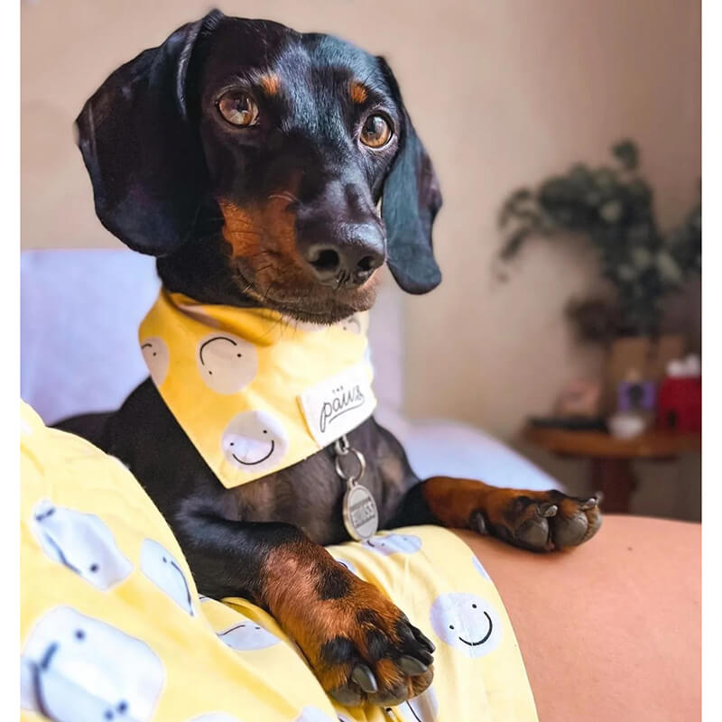 The Paws Bandana - Friends