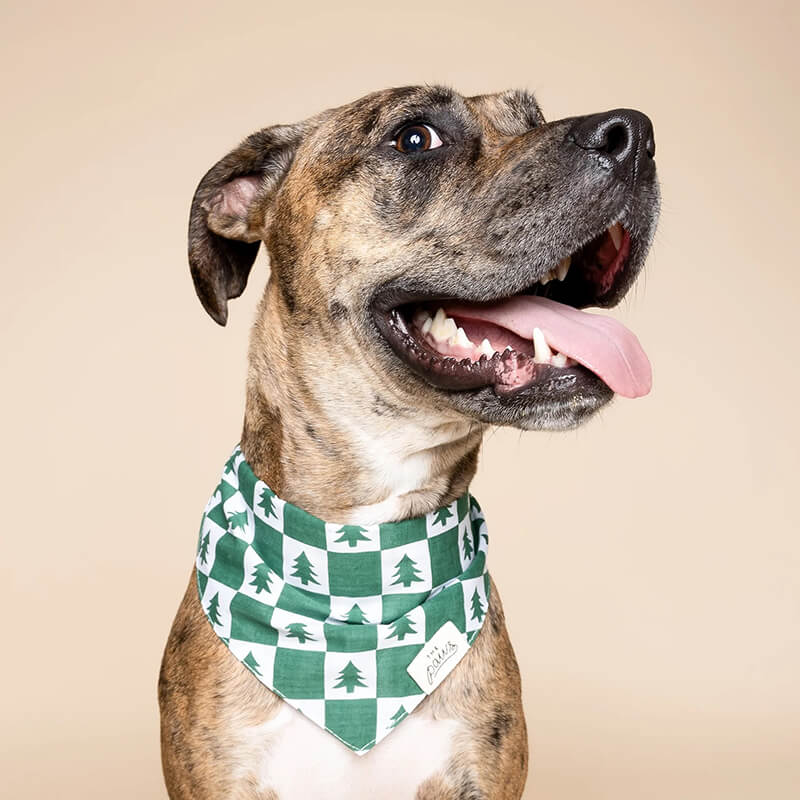 The Paws Bandana - Spruce