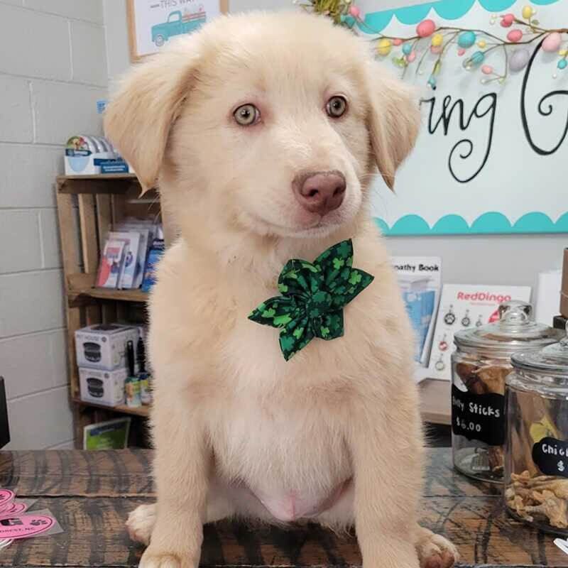 Huxley & Kent Pinwheel Lucky Shamrock
