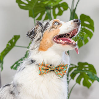 Huxley & Kent Silly Squirrels Bow Tie