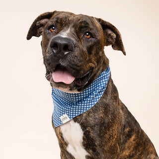 The Paws Bandana - Blue Gingham