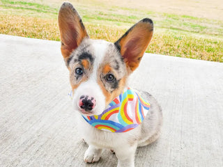Bibby Bubby Bandana - Pride