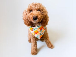 Bibby Bubby Bandana - Orange Grove
