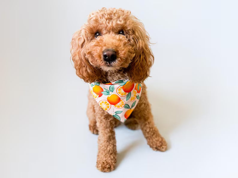 Bibby Bubby Bandana - Orange Grove