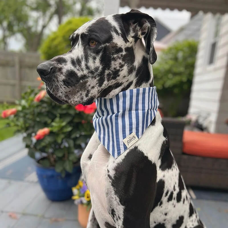 The Paws Bandana - Harbour