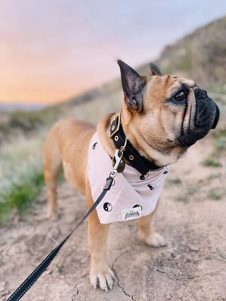 The Paws Bandana - Yin