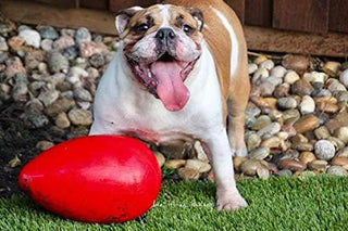 Jolly Pets Egg