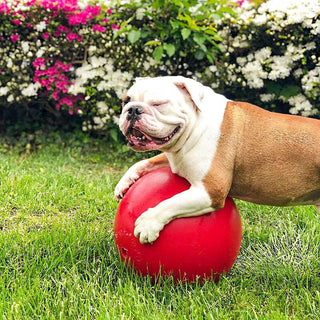 Jolly Pets Push-N-Play