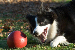Jolly Pets Push-N-Play