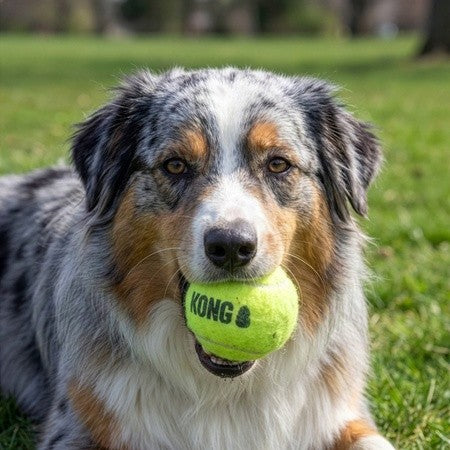 KONG SqueakAir Ball Large Single