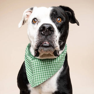 The Paws Bandana - Green Gingham