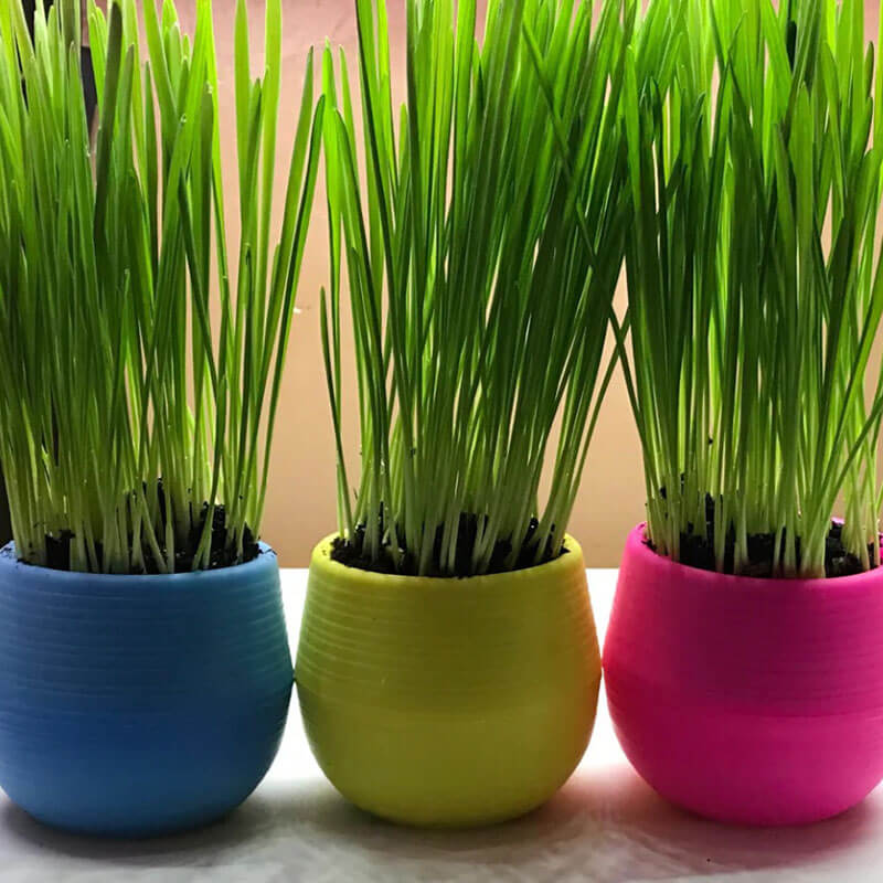 Mom's Indoor Cat Hydroponic Cat Grass Planter Kit