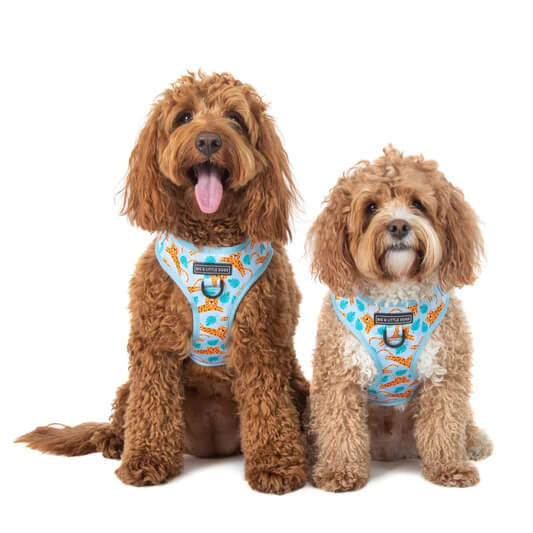 Little Dogs Adjustable Harness: Go Get Em' Tiger