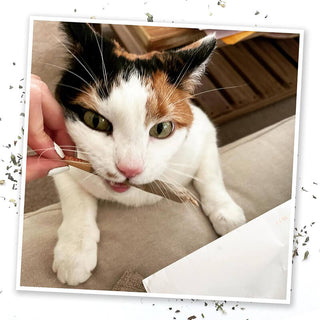 Meowijuana King-Size Catnip Filled Joints