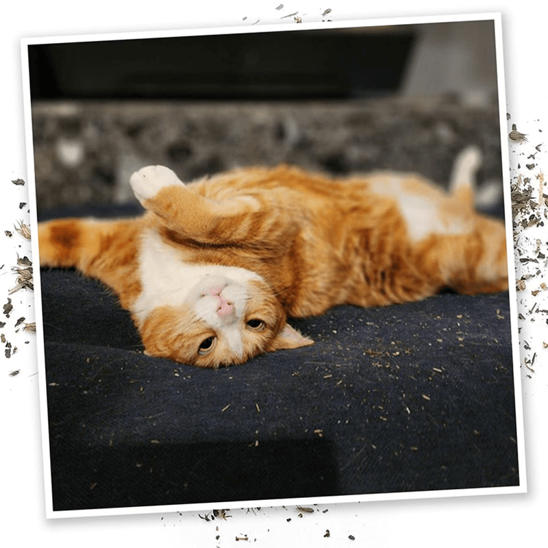 Meowijuana Mice Dreams Catnip With Passion Flower & Lavender