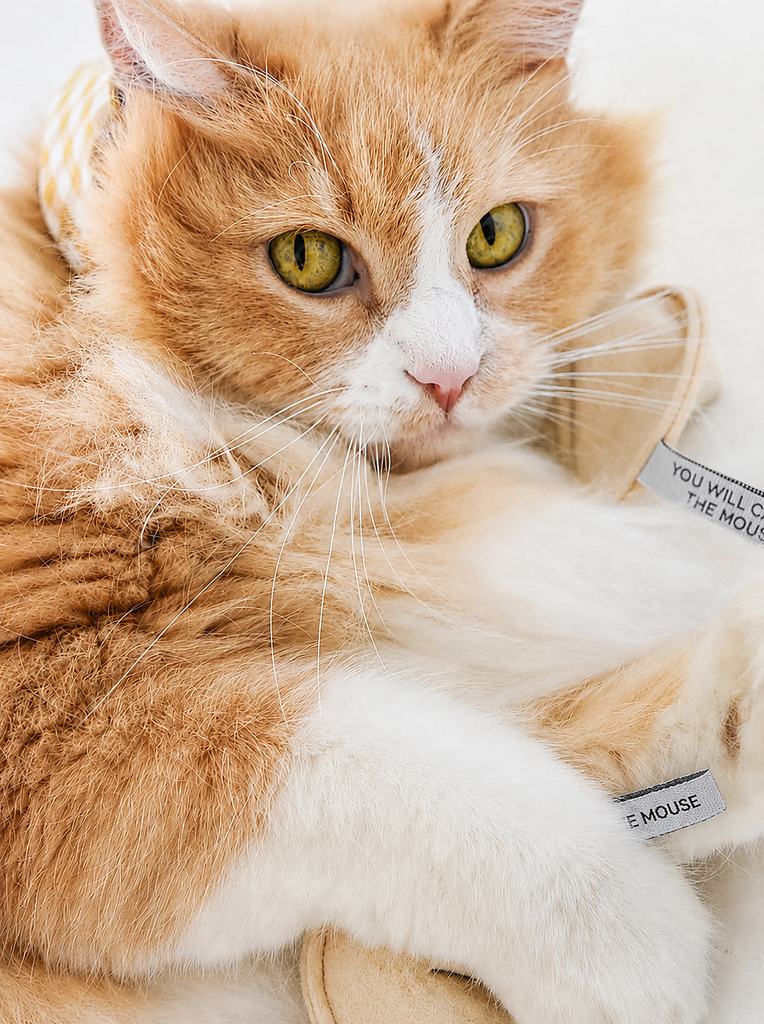 MODERNBEAST Fortune Cookie Catnip Toy