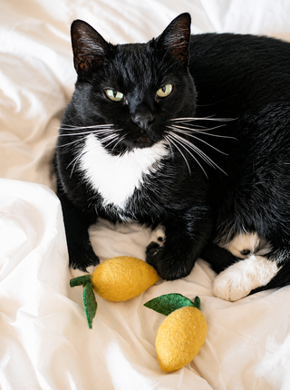 MODERNBEAST Lemon Wool Toy - Small