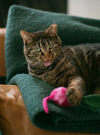 MODERNBEAST Turnip Wool Cat Toy - Small