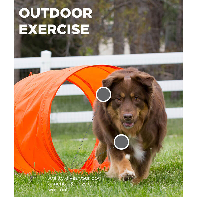 Outward Hound Zip and Zoom Agility Kit