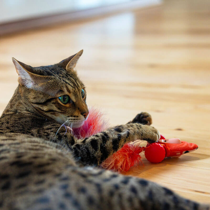 Catstages Squirrel Racin' Robot