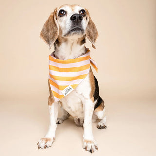 The Paws Bandana - Nusa